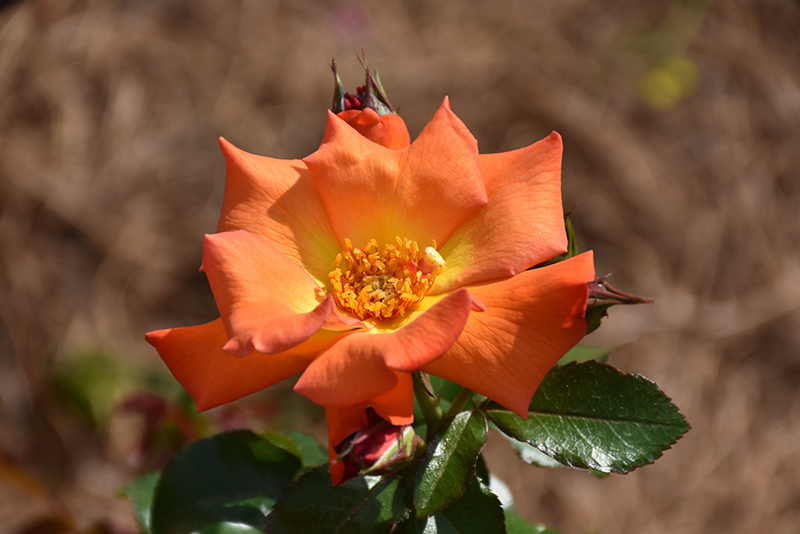 Playboy Rose (Rosa 'Cheerio') at Millcreek Gardens