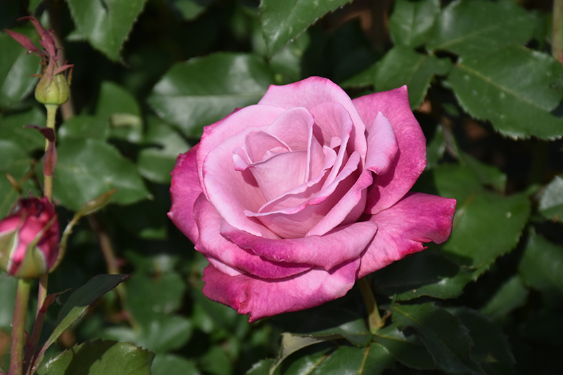 Fragrant Plum Rose (Rosa 'Fragrant Plum') at Millcreek Gardens