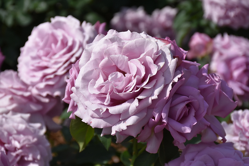 Love Song Rose (Rosa 'WEKstameda') at Millcreek Gardens