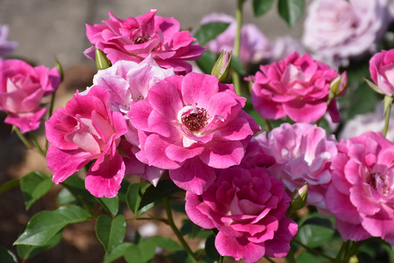 Brilliant Pink Iceberg Rose (Rosa 'Brilliant Pink Iceberg') at Millcreek Gardens