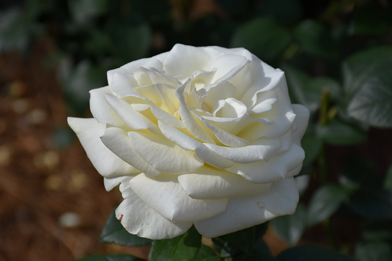 Sugar Moon Rose (Rosa 'WEKmemolo') at Millcreek Gardens