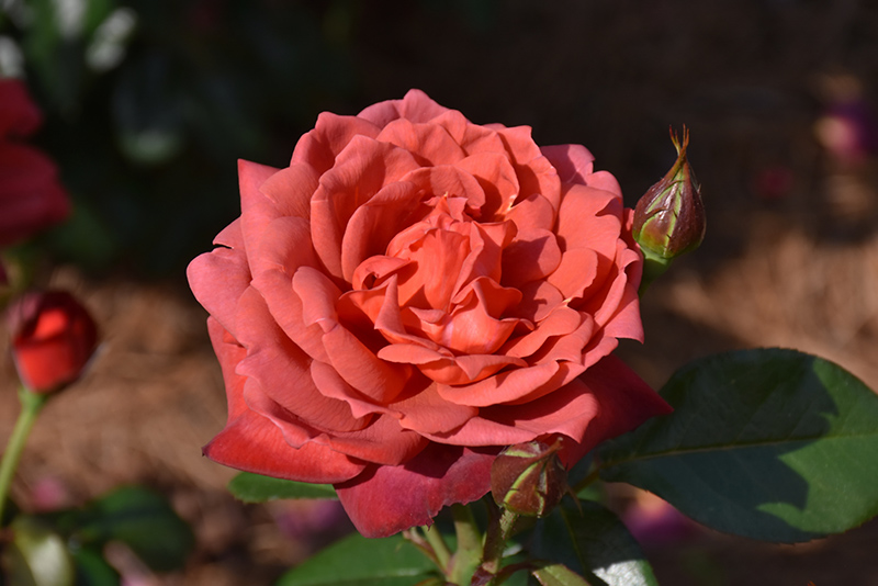 Hot Cocoa Rose (Rosa 'Hot Cocoa') at Millcreek Gardens