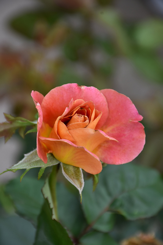 Rosie The Riveter Rose (Rosa 'WEKzazou') at Millcreek Gardens