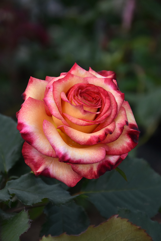Dream Come True Rose (Rosa 'Dream Come True') at Millcreek Gardens