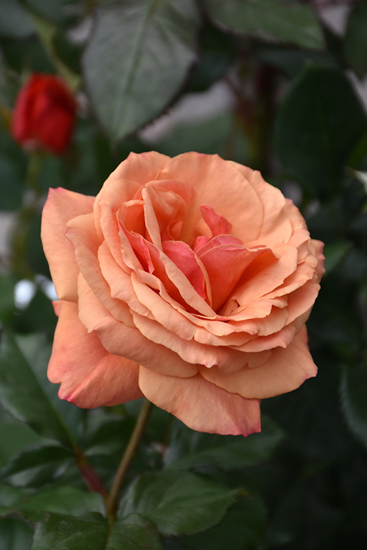 Anna's Promise Rose (Rosa 'WEKdoofat') at Millcreek Gardens