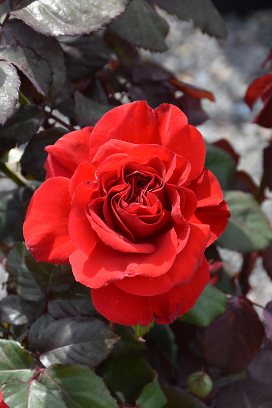 Legends Rose (Rosa 'Legends') at Millcreek Gardens