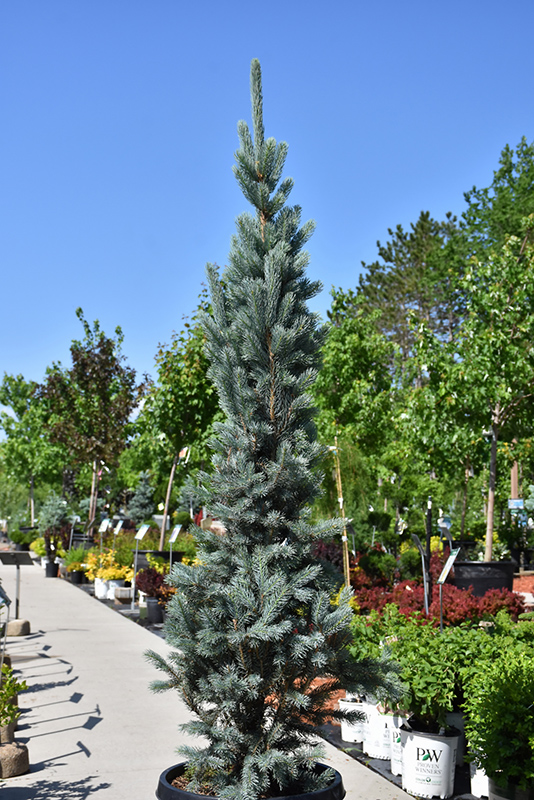 Blue Totem Spruce (Picea pungens 'Blue Totem') at Millcreek Gardens