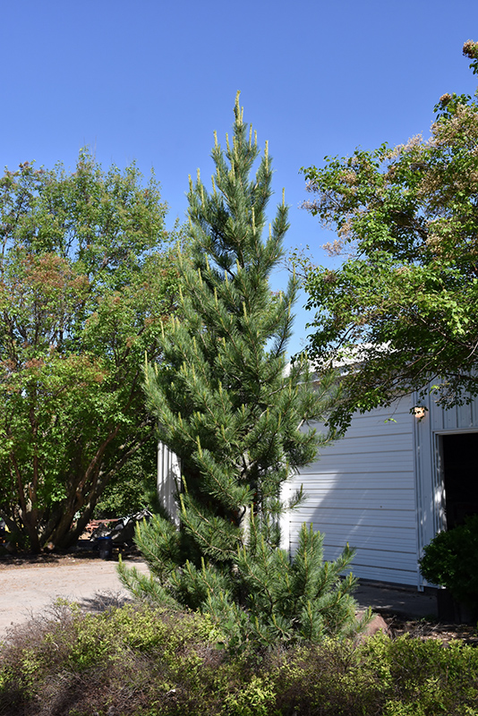 Prairie Statesman Swiss Stone Pine (Pinus cembra 'Herman') at Millcreek Gardens
