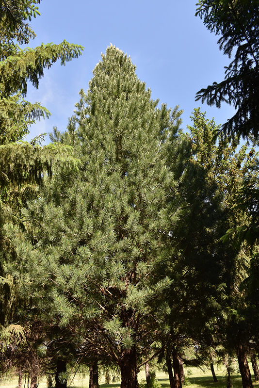 Prairie Statesman Swiss Stone Pine (Pinus cembra 'Herman') at Millcreek Gardens