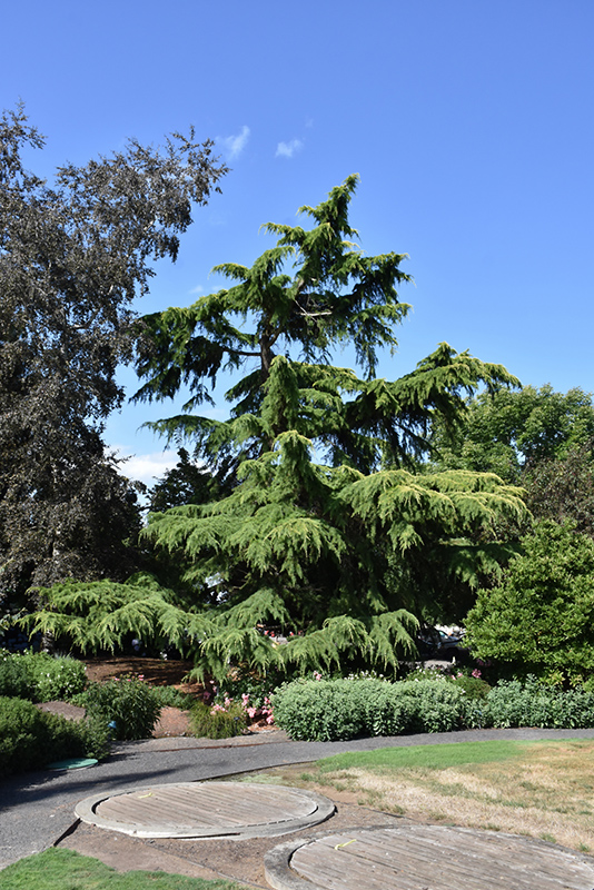 Deodar Cedar (Cedrus deodara) at Millcreek Gardens