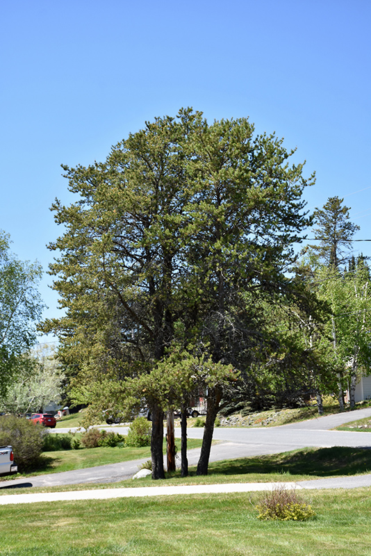 Jack Pine (Pinus banksiana) at Millcreek Gardens