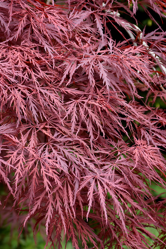 Red Dragon Japanese Maple (Acer palmatum 'Red Dragon') at Millcreek Gardens