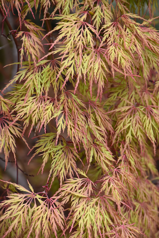 Orangeola Cutleaf Japanese Maple (Acer palmatum 'Orangeola') at Millcreek Gardens