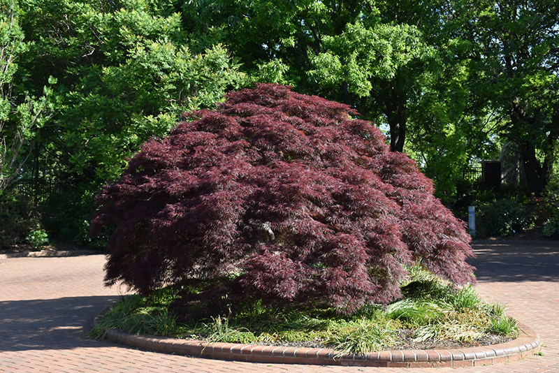 Purple-Leaf Threadleaf Japanese Maple (Acer palmatum 'Dissectum Atropurpureum') at Millcreek Gardens