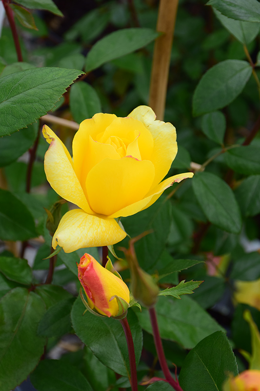 Golden Showers Rose (Rosa 'Golden Showers') at Millcreek Gardens