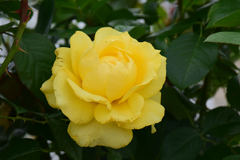 Doris Day Rose (Rosa 'WEKmajuchi') at Millcreek Gardens