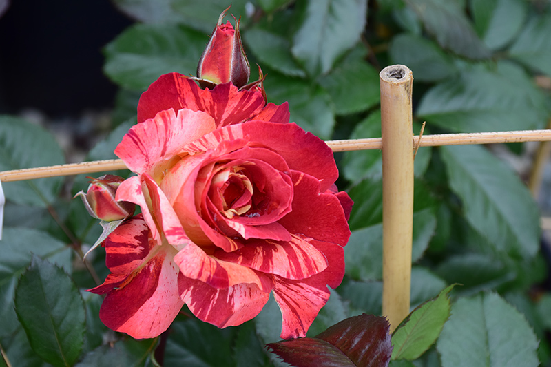 Tropical Lightning Rose (Rosa 'ORAlodsem') at Millcreek Gardens