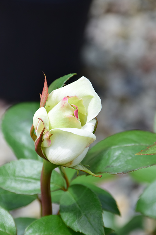 Sugar Moon Rose (Rosa 'WEKmemolo') at Millcreek Gardens