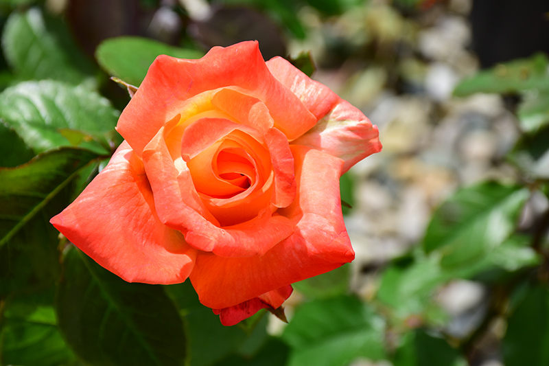 Octoberfest Rose (Rosa 'MAClanter') at Millcreek Gardens