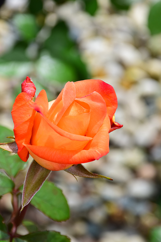 Octoberfest Rose (Rosa 'MAClanter') at Millcreek Gardens