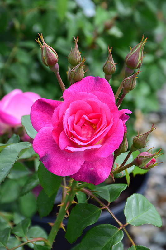 Easy To Please Rose (Rosa 'WEKfawibyblu') at Millcreek Gardens