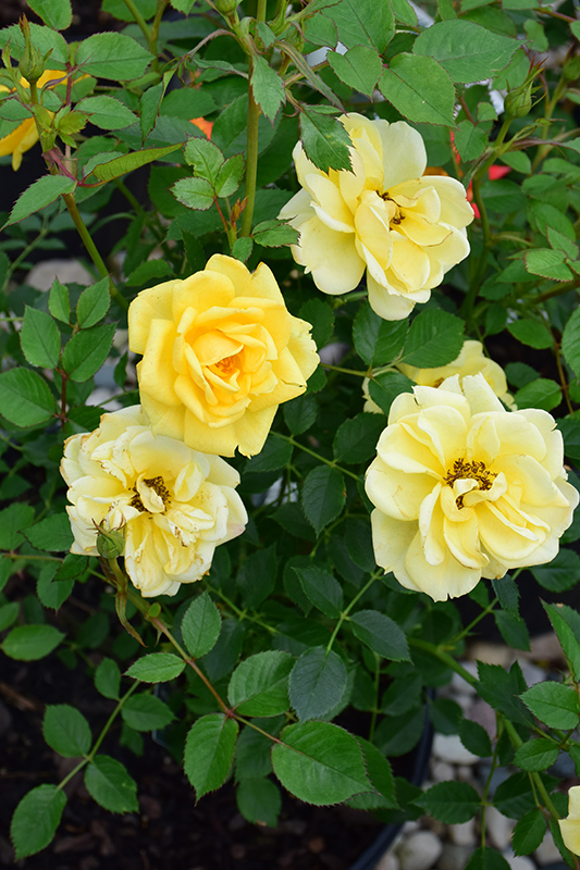 Lemon Drop Rose (Rosa 'WEKyegi') at Millcreek Gardens