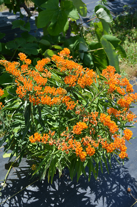 Butterfly Weed (Asclepias tuberosa) at Millcreek Gardens