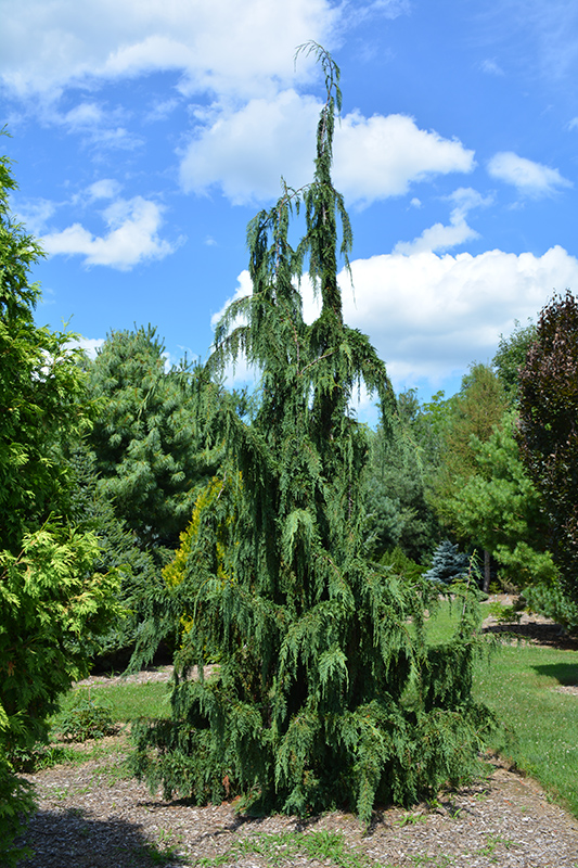 Jubilee Nootka Cypress (Chamaecyparis nootkatensis 'Jubilee') at Millcreek Gardens