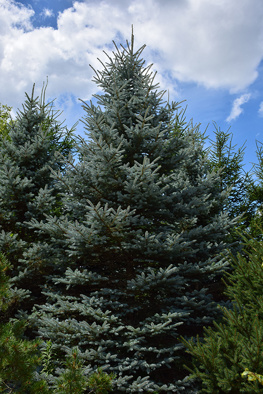 Baby Blue Eyes Spruce (Picea pungens 'Baby Blue Eyes') at Millcreek Gardens