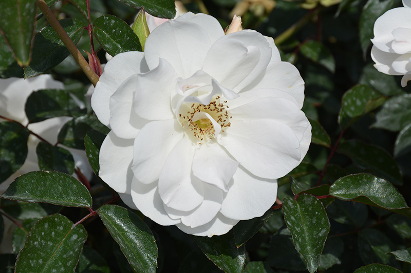 Iceberg Rose (Rosa 'Iceberg') at Millcreek Gardens