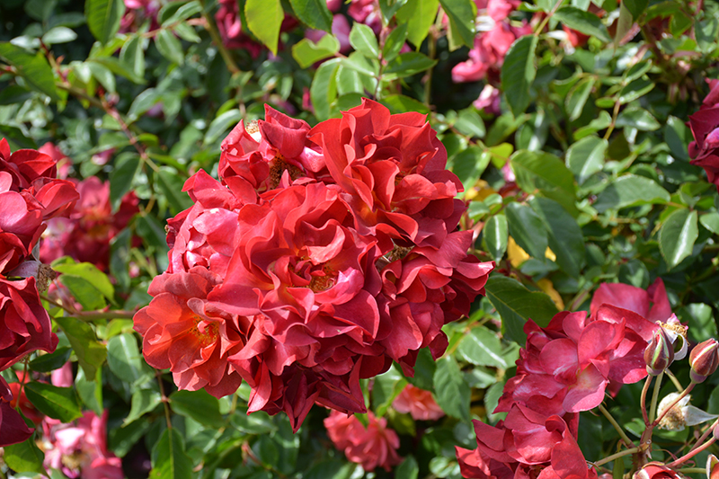 Cinco de Mayo Rose (Rosa 'Cinco de Mayo') at Millcreek Gardens