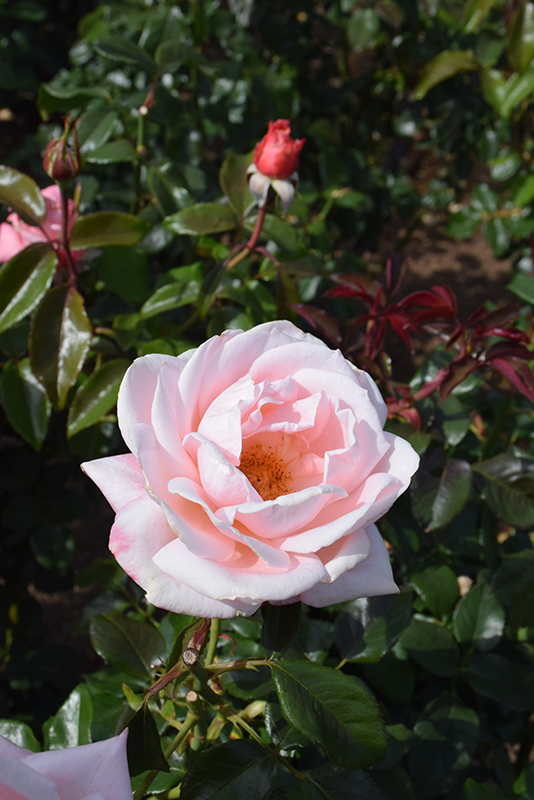 New Zealand Rose (Rosa 'MACgenev') at Millcreek Gardens