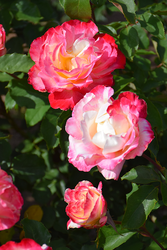 Double Delight Rose (Rosa 'Double Delight') at Millcreek Gardens