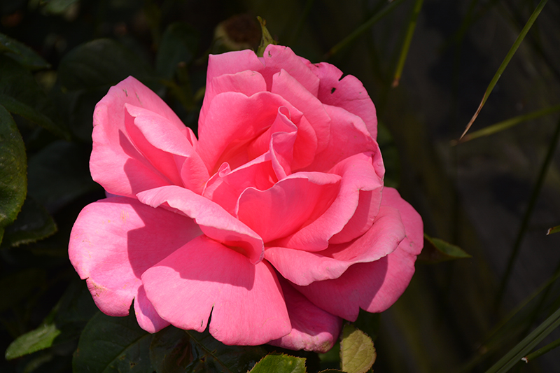 Perfume Delight Rose (Rosa 'Perfume Delight') at Millcreek Gardens
