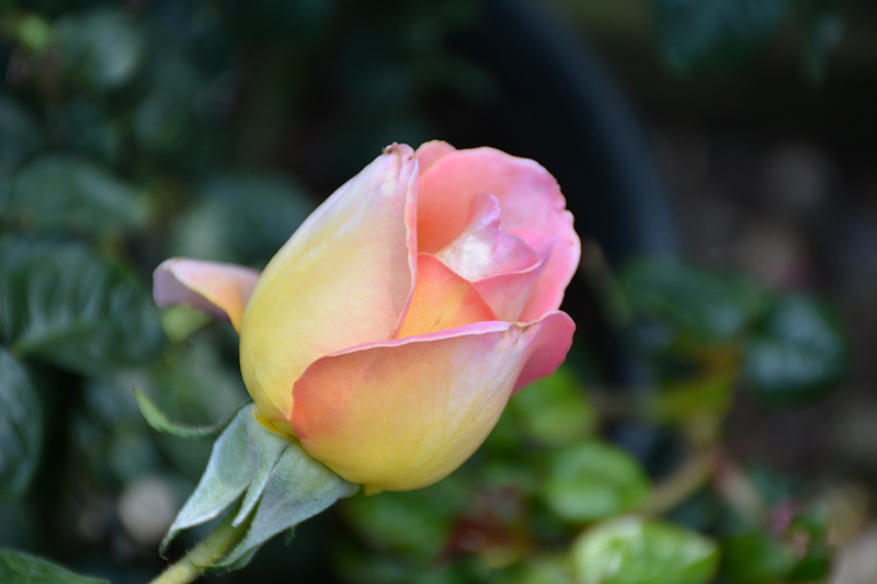Peace Rose (Rosa 'Peace') at Millcreek Gardens