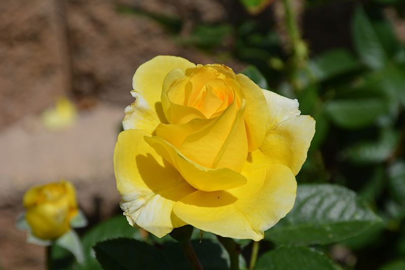 Doris Day Rose (Rosa 'WEKmajuchi') at Millcreek Gardens