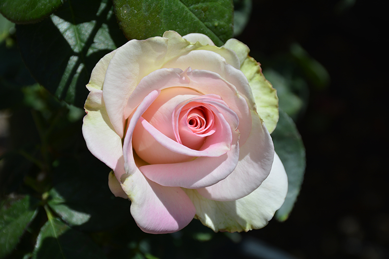 Falling In Love Rose (Rosa 'WEKmoomar') at Millcreek Gardens