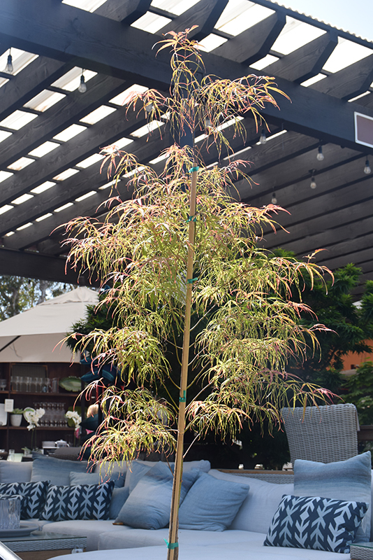 Koto No Ito Japanese Maple (Acer palmatum 'Koto No Ito') at Millcreek Gardens