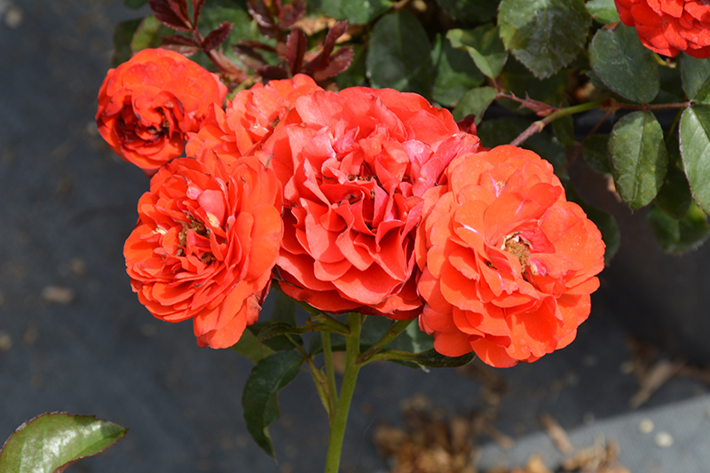 Trumpeter Rose (Rosa 'Mactru') at Millcreek Gardens