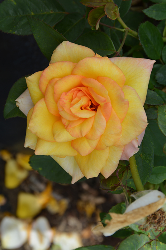 Gold Medal Rose (Rosa 'Gold Medal') at Millcreek Gardens