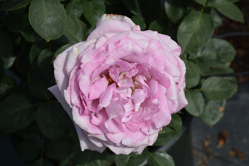 Blue Girl Rose (Rosa 'Blue Girl') at Millcreek Gardens
