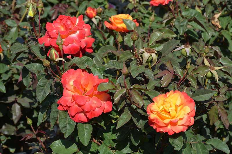 Rio Samba Rose (Rosa 'Rio Samba') at Millcreek Gardens