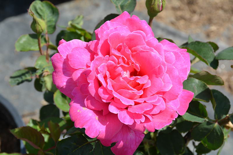 Pink Peace Rose (Rosa 'Pink Peace') at Millcreek Gardens