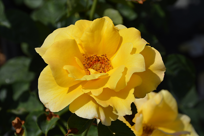 Midas Touch Rose (Rosa 'Midas Touch') at Millcreek Gardens