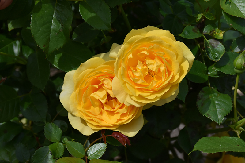 Julia Child Rose (Rosa 'Julia Child') at Millcreek Gardens