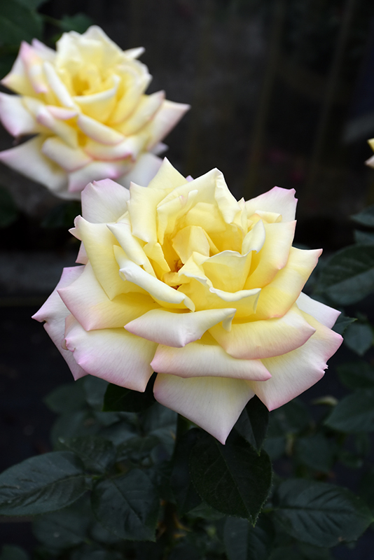 Peace Rose (Rosa 'Peace') at Millcreek Gardens
