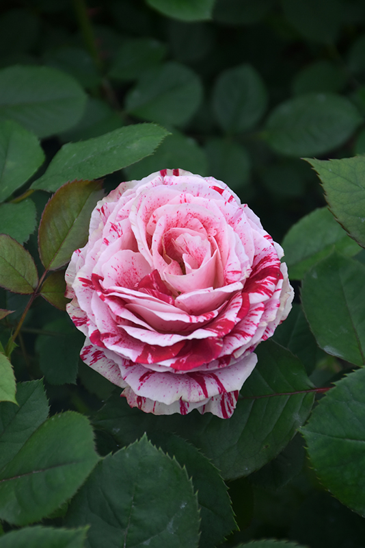 Scentimental Rose (Rosa 'Scentimental') at Millcreek Gardens