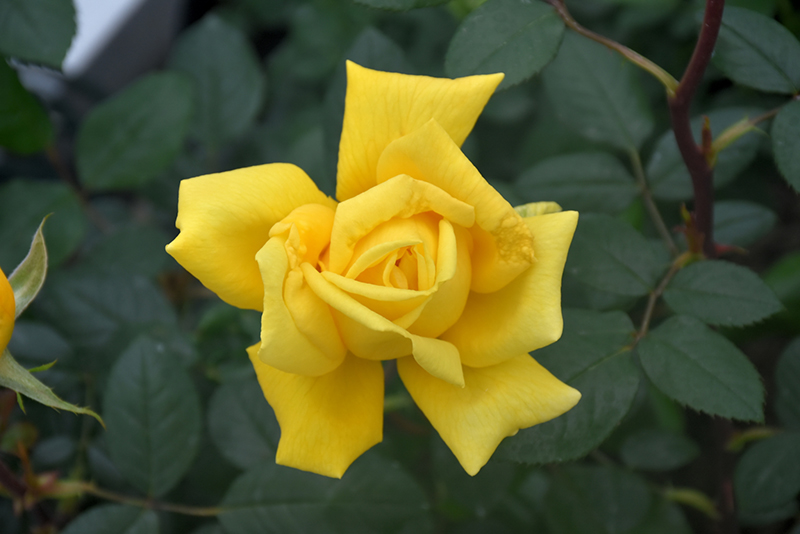 Radiant Perfume Rose (Rosa 'Radiant Perfume') at Millcreek Gardens