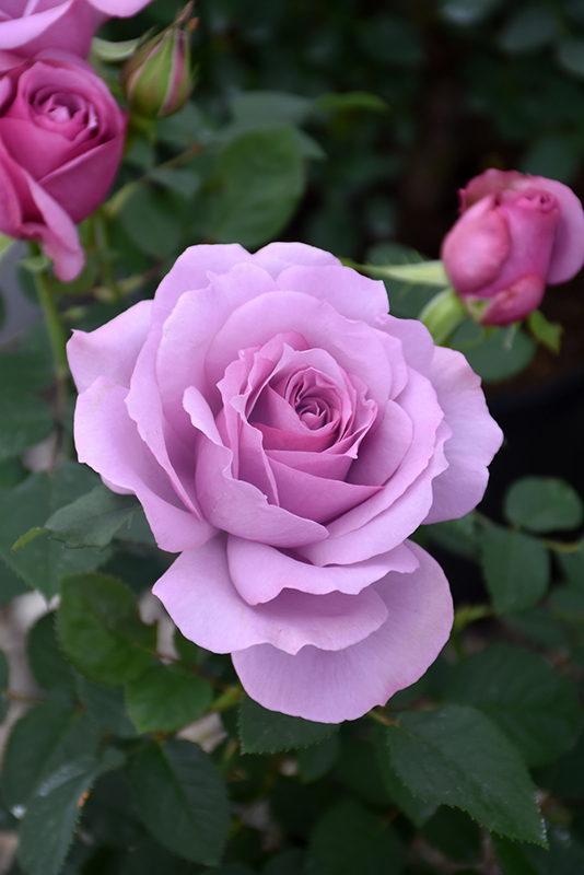 Love Song Rose (Rosa 'WEKstameda') at Millcreek Gardens