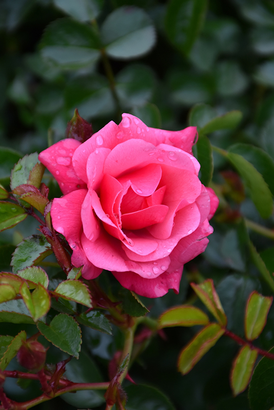 Flower Carpet Pink Supreme Rose (Rosa 'Flower Carpet Pink Supreme') at Millcreek Gardens